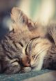 Sleepy Cat Play and download Sleepy Cat clips. #sleepy #tired #exhausted #monday #tuesday #work #cats #animals #passed out