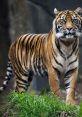 Tigers Play and download Tigers clips. #thinking #not sure #ponder #wonder #orly #really #daydream #zen #calm #relax #wwf