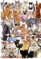 Cat Montage Play and download Cat Montage clips. #turning head #zoom virtual backgrounds #zoom video backgrounds