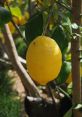 Limonbgfdf The of "Limonbgfdf" is a peculiar and enigmatic one. It seems to dance on the edge of comprehension, teasing the