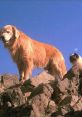 Homeward Bound Play and download Homeward Bound clips. #homeward bound #jamie #returning home #lost dog #michael j fox