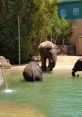 The Zoo Play and download The Zoo clips. #gorilla #singing animals #cute animals #silverback #ape