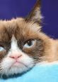 Grumpy Cat Play and download Grumpy Cat clips. #no #nope #not today