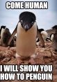 Penguin meme The first that comes to mind when thinking about the Penguin meme is the of laughter. The hilarious and often