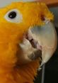 Topaz the Golden Conure Play and download Topaz the Golden Conure clips. #parrot #dancing #topaz #kendrick lamar