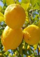 Fresh, ripe lemons hanging on a tree, showcasing vibrant yellow color and healthy foliage. Perfect for limon sever mişsn.