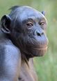 Putain de bonobo "Putain de bonobo." The words echo through the forest, a guttural growl that reverberates off the trees and