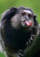 Funniest Monkeys Play and download Funniest Monkeys clips. #monkey #eating #salad #vegan #vegitarian #veggies #greens