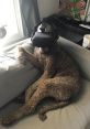 Dog wearing a VR headset relaxing on a couch, depicting the fun of "Quest ah dog" experiences in virtual reality.