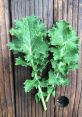 Kale rare The first that comes to mind when thinking about Kale rare is the gentle rustling of the kale leaves as they sway