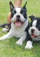 Brownstone Boston Terriers Play and download Brownstone Boston Terriers clips. #boston terriers #st patricks day #puppy