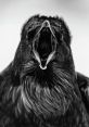 Raven call The haunting caw of the raven is a that cannot be easily forgotten. It echoes through the forest, carrying