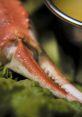 Pinch crab Pinch crab. The name alone conjures up images of a creature with sharp claws ready to snap at anything that comes