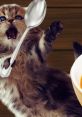 SoupCat Play and download SoupCat clips. #food