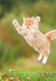 Cat Jumps Soundboard