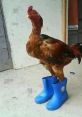 Chicken Wearing Shoes Play and download Chicken Wearing Shoes clips. #chicken running