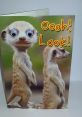 Googly Eyes Meerkat Play and download Googly Eyes Meerkat clips. #watching you #see everything #eagle eyes #on to you