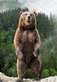 Big Bear Play and download Big Bear clips. #dancing #timberlake #bear #boogie #cant stop the feeling