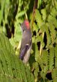 Ruby Crowned Kinglet Song The Ruby-Crowned Kinglet is a tiny bird with a loud and complex song that fills the air with its