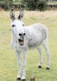 "Haw-Hee"-Type Donkey Brays Soundboard