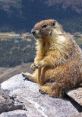 Marmot Play and download Marmot clips. #screaming #groundhog #beaver #yelling #animals