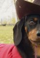 Crusoe celebrity dachshund Play and download crusoe celebrity dachshund clips. #hello #minion #crusoe #dachshund