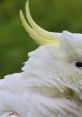 Cockatoo Play and download Cockatoo clips. #careless #thoughtless #oblivious #dont care #screw that #no cares #destructive