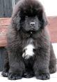 Gigantic fluffy Newfoundland puppy "attacks" owner Play and download Gigantic fluffy Newfoundland puppy "attacks" owner