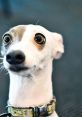 Shocked Dog Play and download Shocked Dog clips. #wide eyed #stunned #uh oh #oh my god #meme