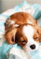 Puppies-Videos-Compilation Play and download Puppies/Videos/Compilation clips. #cat #kitten #sleep #sweet dreams #purrfect