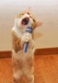 Singing Cat Play and download Singing Cat clips. #cat #kung fu #kitty #singing