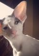 Dobby Cat Play and download Dobby Cat clips. #cat #meow #honk #love