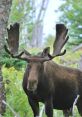 Moose  Soundboard