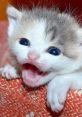 Best Of Cute Kittens Meowing Compilation 2018 || NEW Play and download Best Of Cute Kittens Meowing Compilation 2018 || NEW