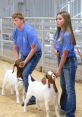 County Fair Pig Show Play and download County Fair Pig Show clips. #pig show #pig showing #livestock cane