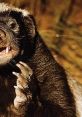 Czg123 Play and download czg123 clips. #badass #crazy #honey badger #animals