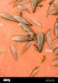 Swarm of termites with wings on an orange surface, showcasing their unique morphology and reproductive behavior.