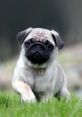 Pug Pugs are known for their distinctive "Pug " that is a combination of snorting, grunting, and snuffling. This unique is