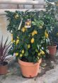 Healthy lemon tree with vibrant yellow fruit, ideal for home gardening enthusiasts and fans of "Benim Limonum.