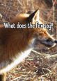 WHAT DOES DA FOX SAY? The elusive and cunning fox is known for its sly nature and mysterious presence in the wild. One of