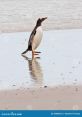 Penguin Waddle The distinctive of a "Penguin Waddle" can be heard echoing across the icy landscape of the Antarctic. The