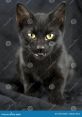 Creepy Meow The eerie of a "Creepy Meow" echoes through the darkness, sending shivers down your spine. The low, guttural