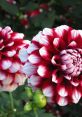 Vibrant red and white Dalia flowers in full bloom, showcasing their intricate petals and lush greenery in the background.