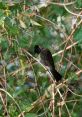 CLOVER BULBUL The of "CLOVER BULBUL" seem to dance through the air, light and melodious. The soft rustling of the clover