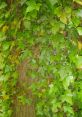 Lush green ivy climbing a textured tree trunk, showcasing vibrant foliage and natural beauty.