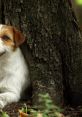 Playful Russell Terrier peeking from behind a tree, showcasing its vibrant fur and curious expression in a natural setting.