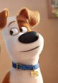 The Secret Life of Pets (2016) The Secret Life of Pets is an animated film released in 2016 that takes audiences on a wild